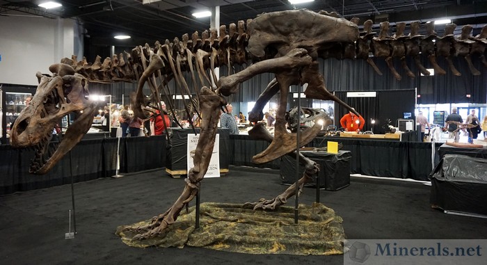 Large T-Rex Fossil