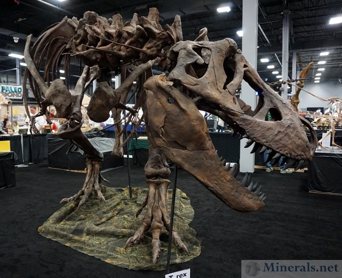 Large T-Rex Fossil