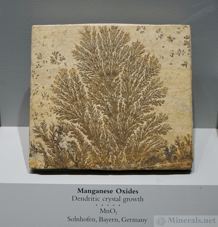 Manganese Oxide Dendritic Crystal Growths in Matrix from Solnhofen, Bayern, Germany