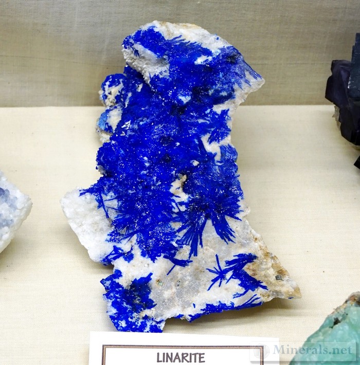 Electric Blue Linarite Sprays from the Blanchard Mine, Bingham, New Mexico