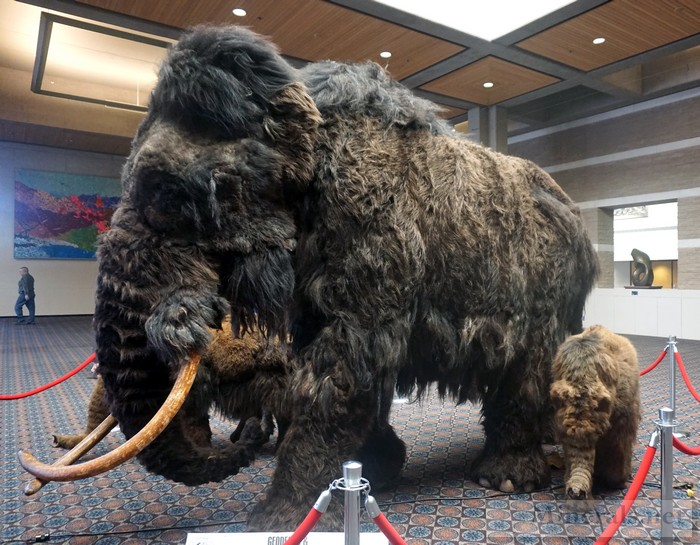 Woolly Mammoth Mother and Baby Replica in the Upstairs Show Hallway