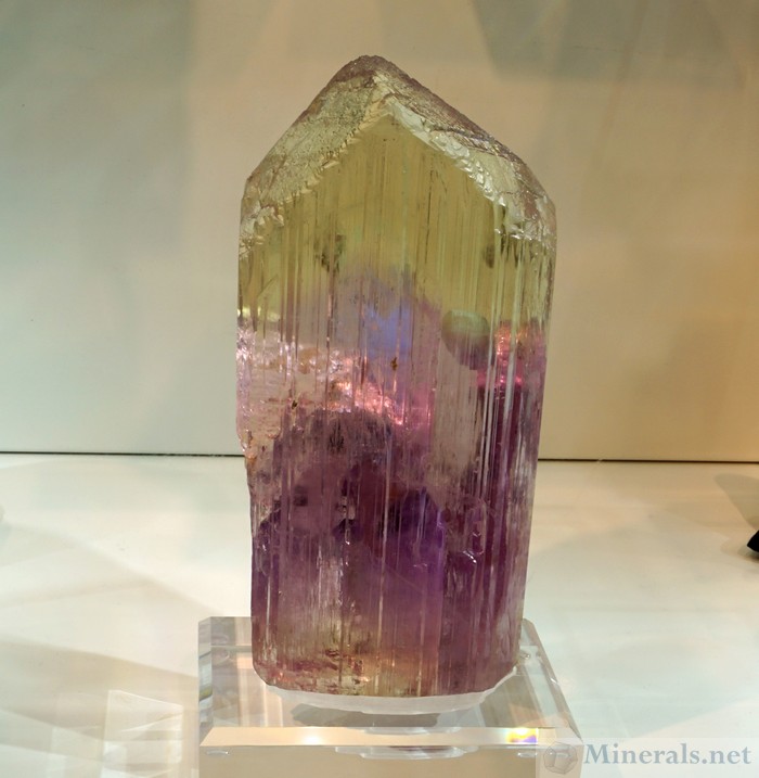 Bi-Colored Kunzite from Dara-I-Pech, Kunar, Aghanistan, Crystal Cantina fine Minerals & Crystals
