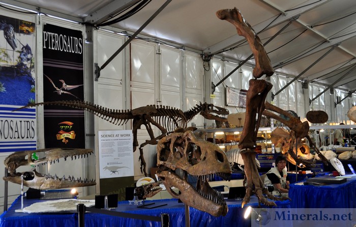 22nd Street Show Tucson Dinosaur Fossils