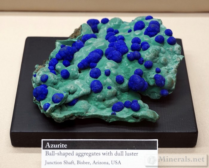 Ball Shaped Azurite Aggregates on Malachite from the Junction Shaft, Bisbee, Arizona Rice Museum of Rocks & Minerals