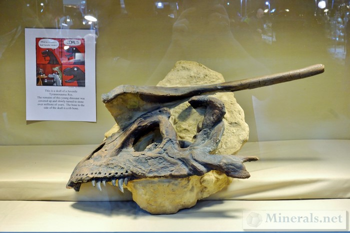 NY/NJ Edison Mineral Show Juvenile Tyannosaurus Rex Skull
