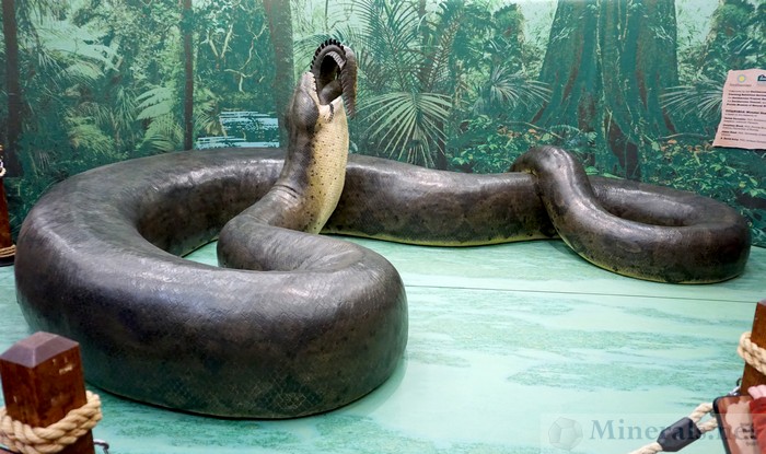 Life-sized model of Titanoboa, devouring a dyrosaurid, as a main exhibit feature of the show