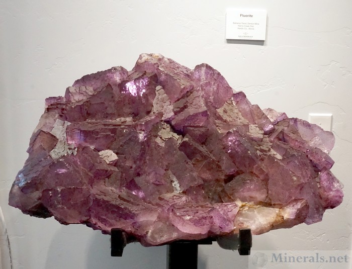 Very Large Fluorite Crystal Cluster from the Bahama Trend, Denton Mine, Illinois, Saga Minerals