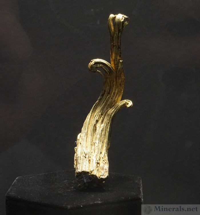 Large Wire Gold - The Gold Horn - from the Ground Hog Mine, Gilman District, Eagle Co., CO - Icon Mineral of the Mineralogical & Geological Museum at Harvard University