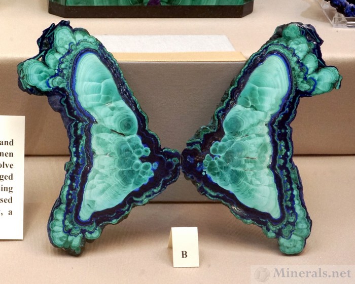 The Butterfly - Polished Azurite and Malachite from Bisbee, Arizona - Bill Larson Collection