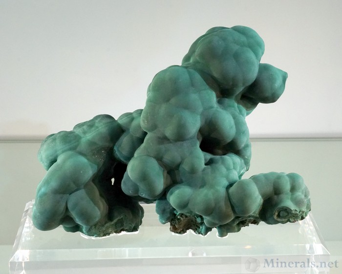 The Poodle Malachite from China, Nicholas Stolowitz Fine Minerals